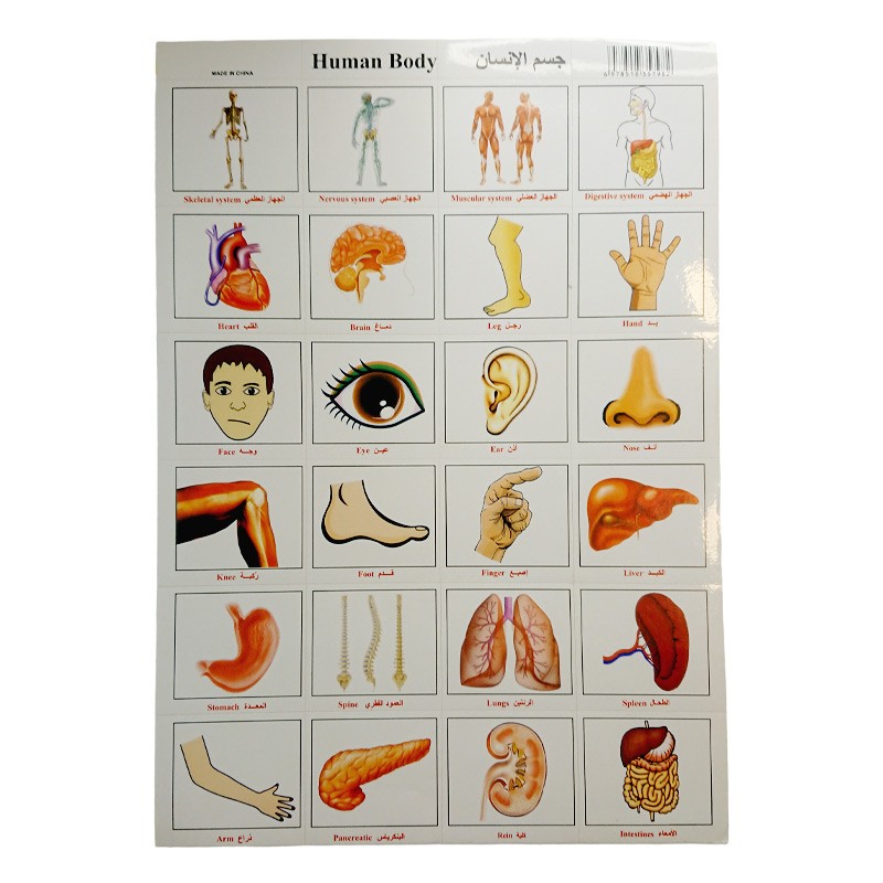 Educational Stickers Human Body Parts Names & Shapes